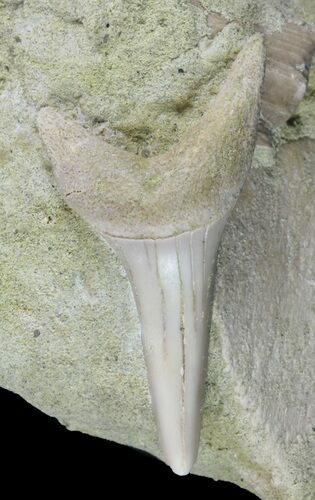 Mako Shark Tooth Fossil In Rock - Bakersfield, CA #62162